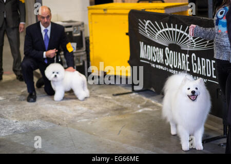 New York, NY, USA. 16. Februar 2015. American Eskimo Hund Nuuktok Atka Inukshuk, rechts, hinter den Kulissen vor der nicht-sportlichen Hund Gruppenwettbewerb der Westminster Kennel Club Dog Show warten. Im Hintergrund ist ein Zinnsoldat Bichon Frise Lomar Swag, die erste Stelle Gruppe gewonnen; Atka Inukshook vierten Platz gewonnen. Bildnachweis: Ed Lefkowicz/Alamy Live-Nachrichten Stockfoto