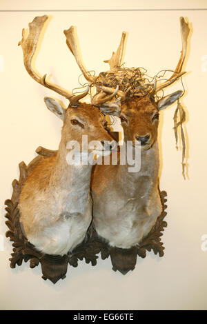 Schön gefüllte Hirschköpfe an der Wand Stockfoto