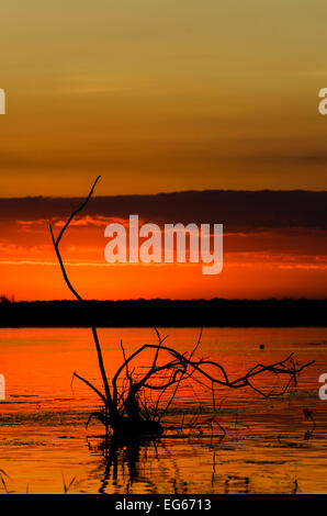 Wunderschönen Sonnenaufgang im Donau-Delta am Chilia Veche über Donau, Rumänien. Himmel in rot. Stockfoto