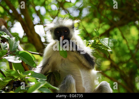 Zanzibar Rote Stummelaffen neben dem Jozani Chwaka Bay Nationalpark Stockfoto