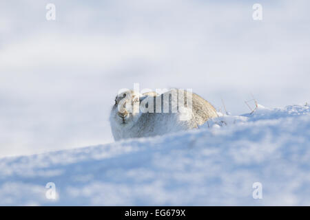 Schneehase (Lepus Timidus) im Winter Fell im Schnee, Highlands, Schottland, Großbritannien Stockfoto