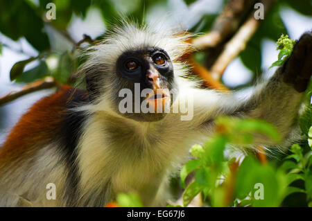 Zanzibar Rote Stummelaffen neben dem Jozani Chwaka Bay Nationalpark Stockfoto