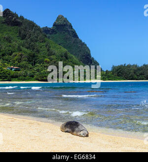 Hawaiianische Mönchsrobbe am Strand in Haena, Kauai mit Mt. Makana genannt Bali Hai in Ferne Stockfoto