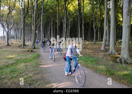 Buchenwald, Geist Holz, ghost Holz mit Radfahrer an der Ostsee in Nienhagen, Mecklenburg-Vorpommern, Deutschland Stockfoto