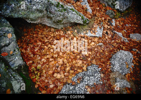 schwarze Lagune, soria Stockfoto