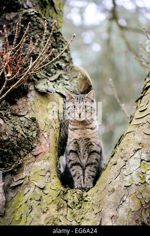 Junge Katze in einem Kastanienbaum zu sitzen und auf der Suche Stockfoto