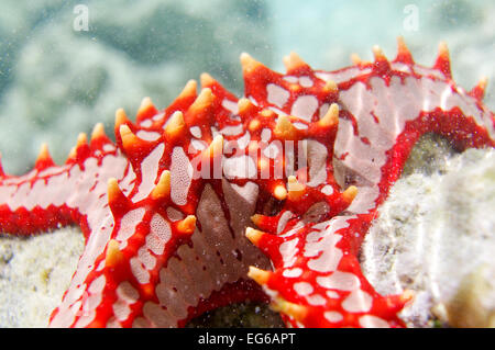 Rot-genoppten Seestern entdeckt in Sansibar Stockfoto