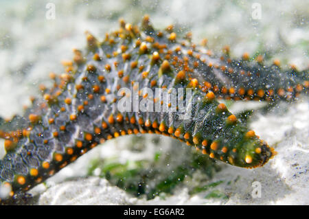 Pentaceraster Mammillatus im seichten Wasser von Sansibar Stockfoto