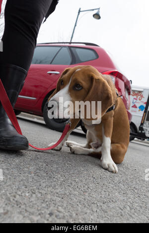 Keks, ein 8 Monate altes braune und weiße Beagle Welpen schmollend und geben ein traurig erscheinen zu stellen. Stockfoto