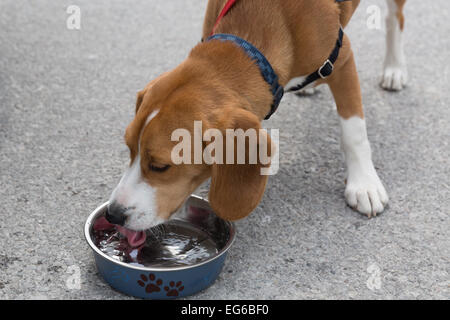 Keks, ein 8 Monate altes braune und weiße Beagle Welpen trinken Wasser aus einer Schüssel. Stockfoto