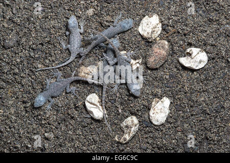 Östlichen Zaun-Eidechse, Sceloporus Undulatus, Jungtiere mit Eiern, Eiern, Reptilien, Echse, North American Reptil Stockfoto