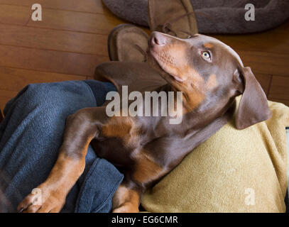 Dobermann-Welpen Stockfoto