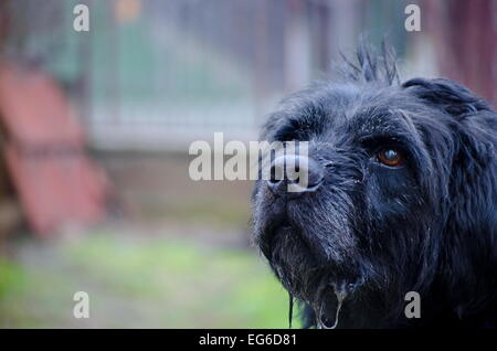 Alte schwarze sabbern Hund auf einem Bokeh-Hintergrund Stockfoto