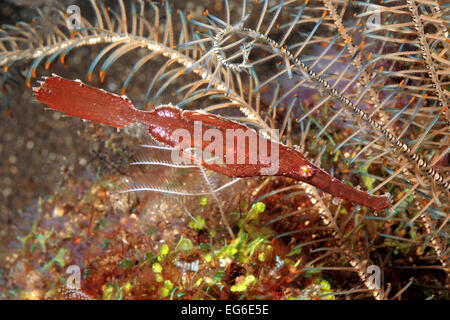 Dünne Geisterpfeifenfische, Solenostomus sp. Diese Seenadeln können eine Variation der robuste Geisterpfeifenfische, Solenostomus Cyanopterus sein. Stockfoto