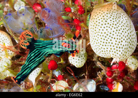 Eine bunte Nacktschnecken, Nembrotha kubaryana. Oft die Variable Neon Slug, aufgrund ihrer hellen Farben genannt. Stockfoto