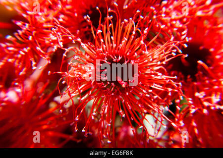 Gum (Eucalyptus oder Corymbia Ficifolia) Blüte einen australische einheimischen Baum Stockfoto