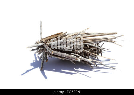 Fall Motte Tasche Raupe Metura Elongatus vor einem weißen Hintergrund, vorbereitet für Ausschnitt Stockfoto