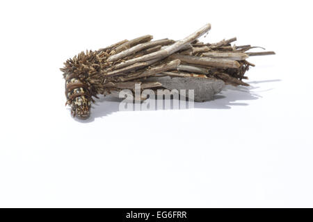 Fall Motte Tasche Raupe Metura Elongatus vor einem weißen Hintergrund, vorbereitet für Ausschnitt Stockfoto