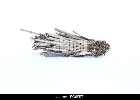 Fall Motte Tasche Raupe Metura Elongatus vor einem weißen Hintergrund, vorbereitet für Ausschnitt Stockfoto