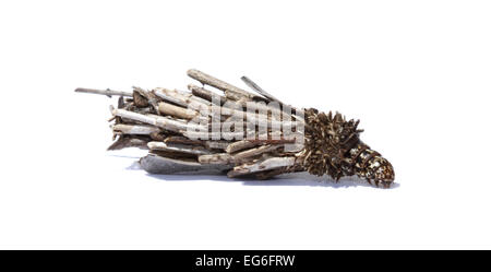 Fall Motte Tasche Raupe Metura Elongatus vor einem weißen Hintergrund, vorbereitet für Ausschnitt Stockfoto