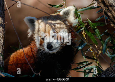 Roter Panda in der Oklahoma City Zoo. Stockfoto