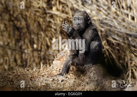 Ein nachdenklicher juveniler Gorilla stellt gerne im Zoo von Oklahoma City. Stockfoto