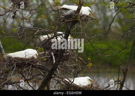 Großer Egret Vögel ausbrüten von Eiern in den Nestern an High Island, Texas, USA. Stockfoto