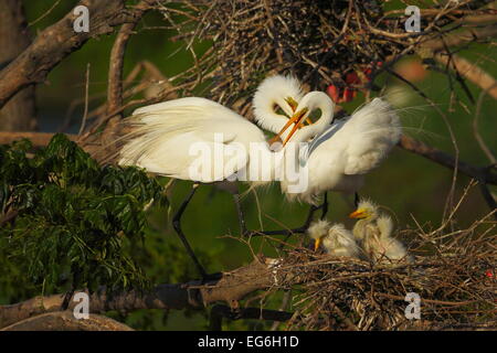 Ein Silberreiher-Familie auf dem Nest bei Smith Eichen, High Island, Texas, USA Stockfoto