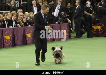 New York, NY, USA. 17. Februar 2015. Charlie, ein Skye Terrier, führt auf den 139. jährlichen Westminster Kennel Club Dog Show am 17. Februar 2015 in New York City. Bildnachweis: Debby Wong/Alamy Live-Nachrichten Stockfoto