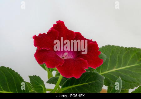 Red Gloxinia (Sinningia Speciosa) Blume Nahaufnahme Stockfoto