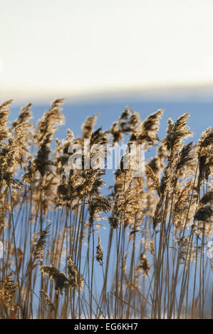 Reed Closeup im Sonnenuntergang, Sonne, Hintergrundbeleuchtung Stockfoto