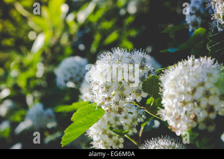 Puzyreplodnik Kalinolistny, Physocarpus opulifolius Stockfoto