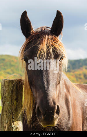 Braune Pferd (Equus Ferus Caballus). Porträt.  Fliegen umgeben den Kopf. Stockfoto