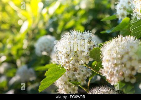 Puzyreplodnik Kalinolistny, Physocarpus opulifolius Stockfoto