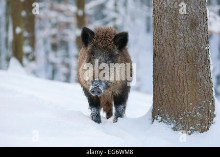 Wildschwein (Sus Scrofa), säen stehen im Schnee, Gefangenschaft, Bayern, Deutschland Stockfoto