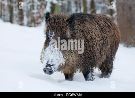 Wildschwein (Sus Scrofa), säen stehen im Schnee, Gefangenschaft, Bayern, Deutschland Stockfoto
