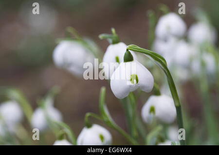 Galanthus Hippolyta. Spezies Schneeglöckchen wachsen in einem Waldgebiet Garten. Stockfoto