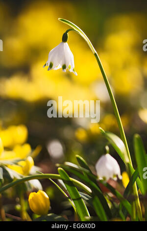 Märzenbecher (Leucojum vernum) Stockfoto