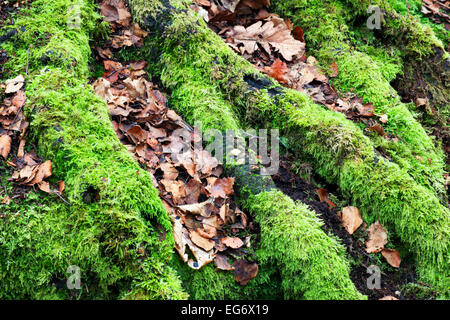 Moos bedeckten Baumwurzeln und Laub Goitstock Holz Cullingworth West Yorkshire England Stockfoto