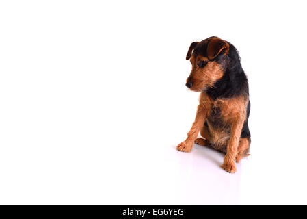 Bild eines traurigen Hund in einer sitzenden Position. Bild ist isoliert auf weiß Stockfoto