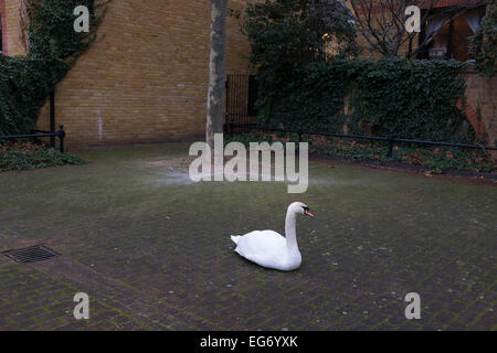 Eine städtische Schwan sitzend auf dem Brick Boden in Wapping, London, UK. Dies ist Teil eines Paares, die in diesem Bereich Leben und brüten jedes Jahr. Stockfoto