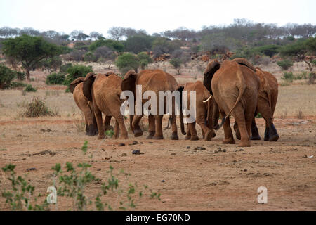 Gruppe von Elefanten zu Fuß entfernt von der Kamera Tsavo East Nationalpark Kenia Stockfoto