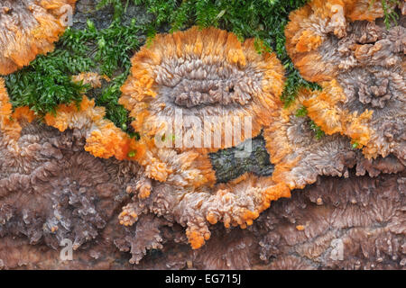 Faltige Kruste oder Phlebia radiata Stockfoto