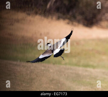 Sporn-winged Kiebitz oder Sporn-winged Plover (Vanellus Spinosus), Kairo, Ägypten Stockfoto