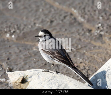 weiße Bachstelze, Motacilla Alba, Kairo, Ägypten. Stockfoto