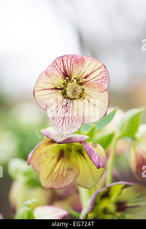 Helleborus Orientalis. Nieswurz. Fastenzeit rose Blume Stockfoto