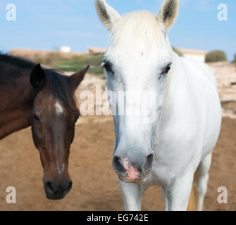 Porträt von Pferden auf der Koppel. Stockfoto