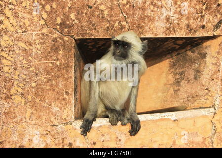 Affe peeping durch vorsichtig außerhalb von der Sicherheit des Gebäudes Stockfoto