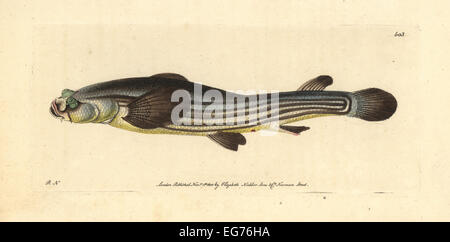 Großen vier – Eyed Fish, Anableps Anableps (als vier Augen Anableps Anableps Tetropthalmus). Stockfoto