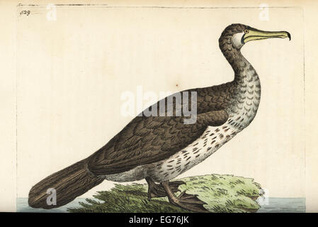 Kormoran (Eurasien), Phalacrocorax Carbo Sinensis (chinesischer Pelikan, Pelecanus Sinensis). Stockfoto